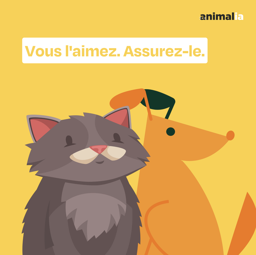 Animalia — post chien & chat